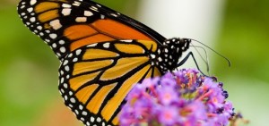 Farfalla-monarca-520x245